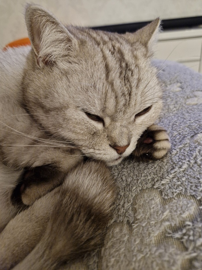 Кот Барсентий