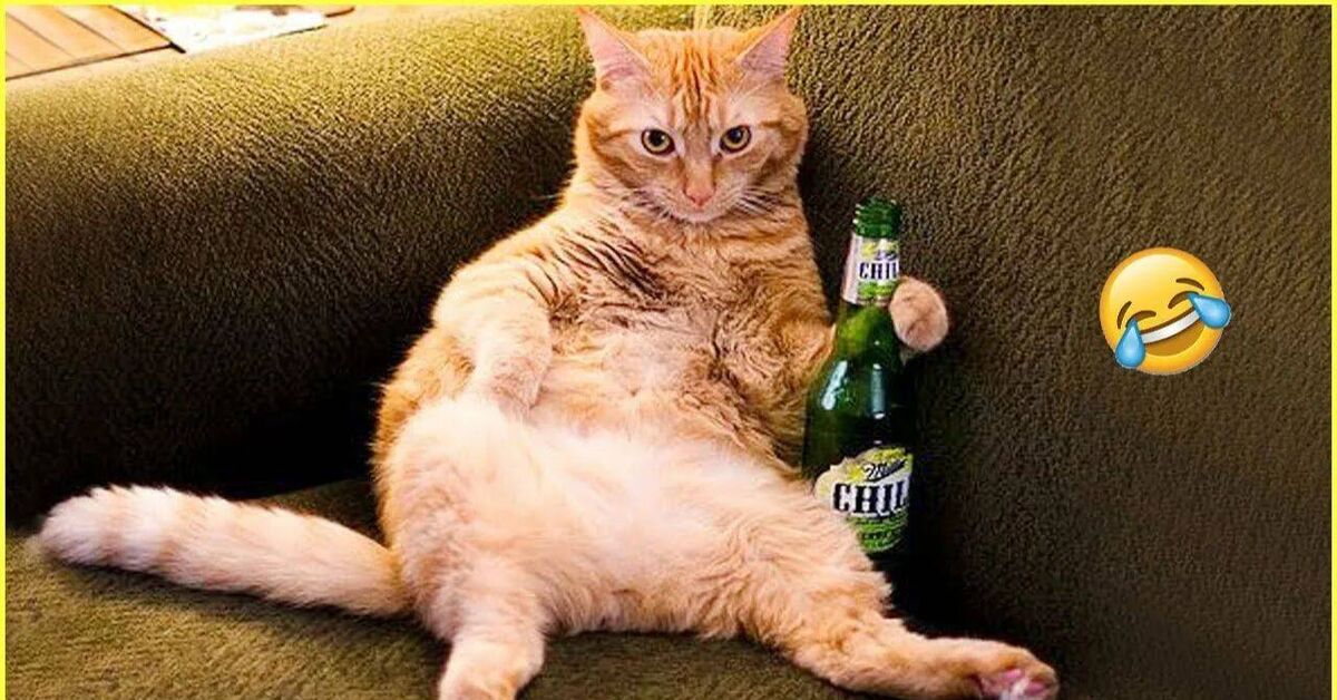 Funny and amusing animals)) - Humor, Rutube, Animals, Pets, Video