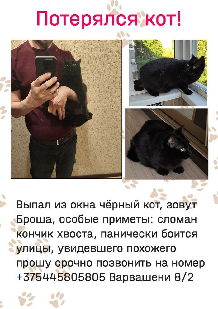 Потерялся Кот, Минск