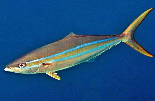 Rainbow runner