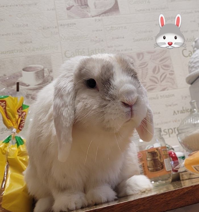 Наидобрейший кроля Снежок ❤️