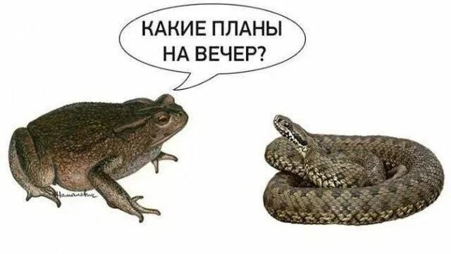 �������-���������� ��������, ��� ������������