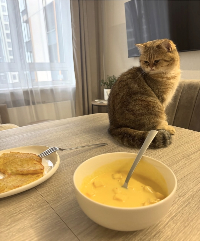 Кошка дня