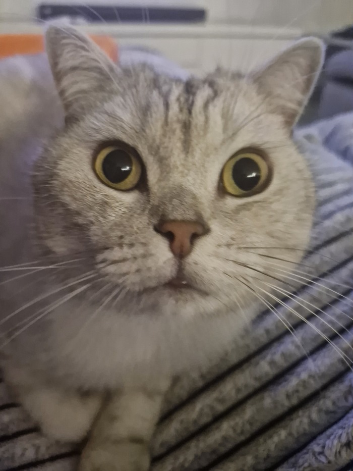 Кот Барсентий