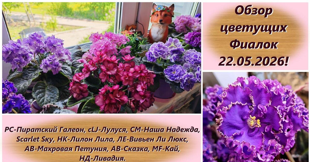 Review of blooming violets! - Series Varietal violets, My, Growing, Houseplants, Plant growing, Rutube, Plants, Violets, Saintpaulia, Botany, Floriculture, Entertaining botany, Gardening, Variety, Bloom, Flowers, Video