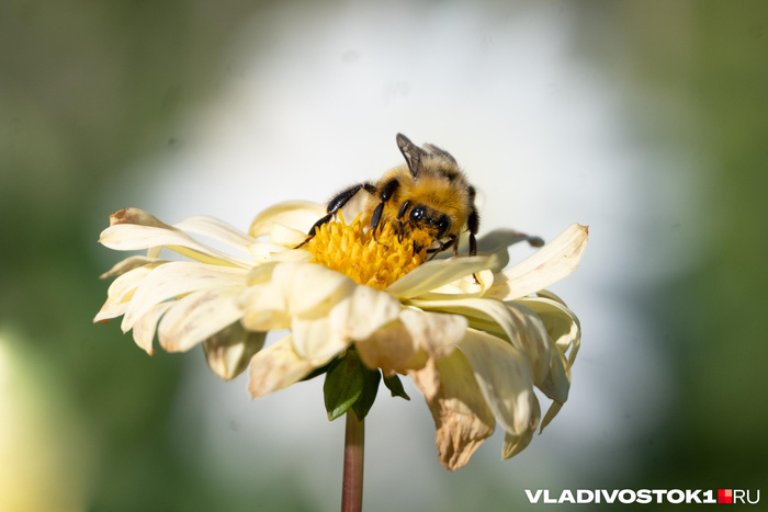 Источник: Елена Буйвол / <!--noindex--><a href="https://pikabu.ru/story/videli_kak_shmel_spit_v_tsvetke_14341468?u=http%3A%2F%2FVLADIVOSTOK1.RU&t=VLADIVOSTOK1.RU&h=65ff03fe28c7228e4127e83457e6f4a14f0430f6" title="http://VLADIVOSTOK1.RU" target="_blank" rel="nofollow noopener">VLADIVOSTOK1.RU</a><!--/noindex-->