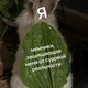 Аватар пользователя yazvaS