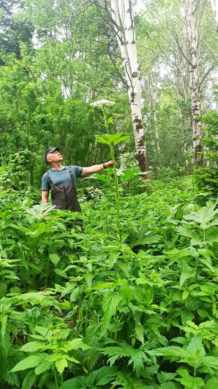 Притащил штатив ради фотки с борщевиком)