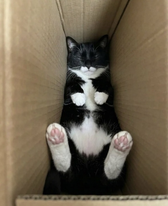 Рай котика