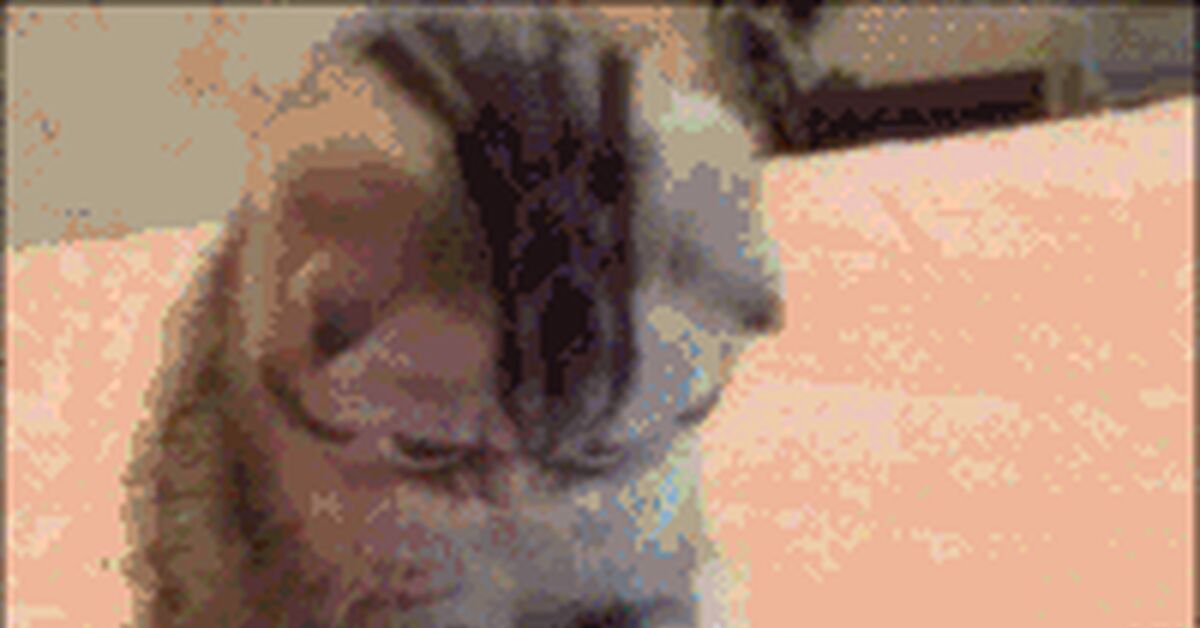 Reply to Basho's post - Repeat, Basho, GIF, Reply to post, cat