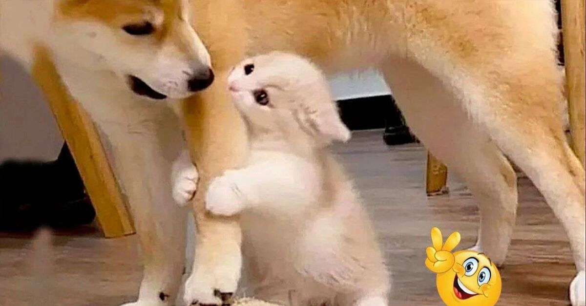 Funny and amusing animals))) - Rutube, Animals, Pets, Cat lovers, Video, cat