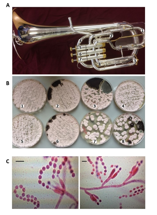 ��������: Davidson et al., 2019, QJM: An International Journal of Medicine. ����������, ��� ����� ���� (�) � �������� ������� ������.