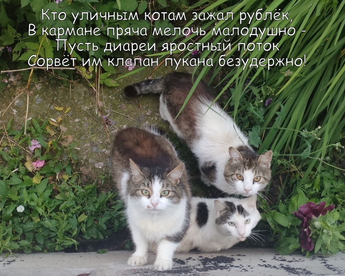 Сбор донатов на сладкие подарки пушистым чудовищам :3