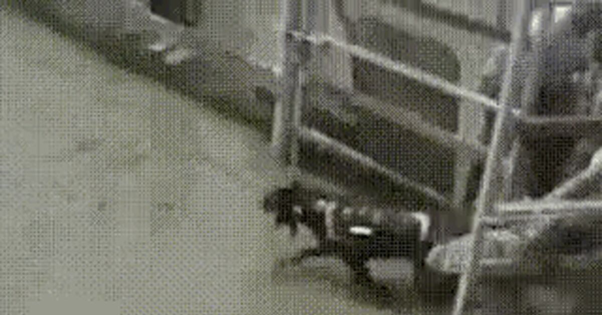 Post #14357173 - Boar, Fighting dog, Battle, GIF, Animals, Animal abuse