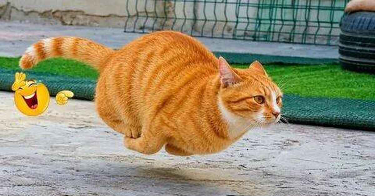 Funny and amusing animals))) - Rutube, Animals, Video