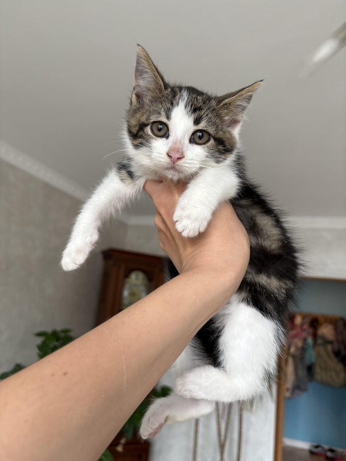 Кот