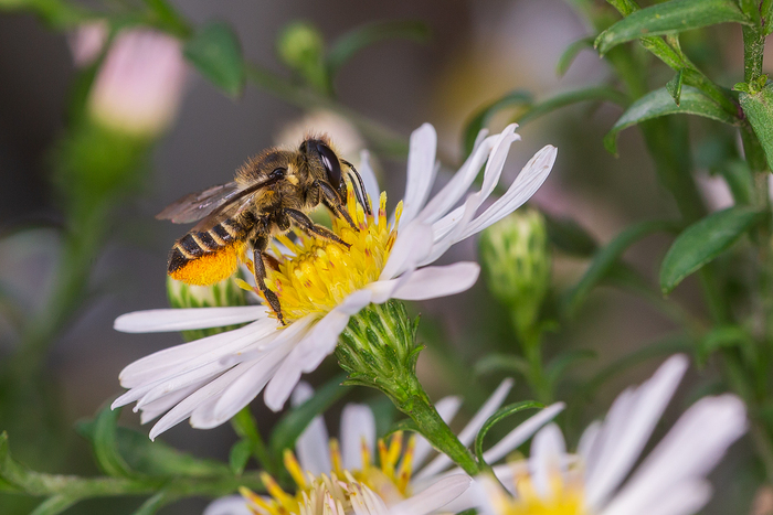 Пчелу из семейства мегахилид (Megachilidae). У самок этих одиночных пчел брюшко снизу покрыто густыми волосками — так называемой брюшной (пыльцевой) щеткой, которая при сборе пыльцы окрашивается в ярко-желтый или оранжевый цвет