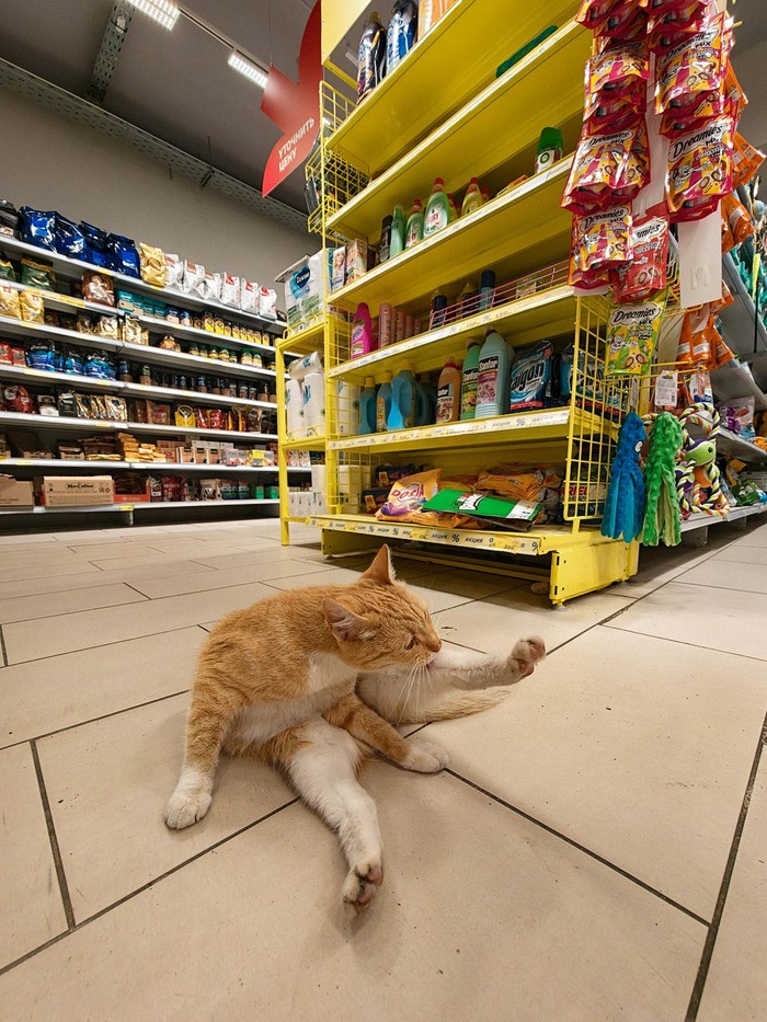 Магазинные коты