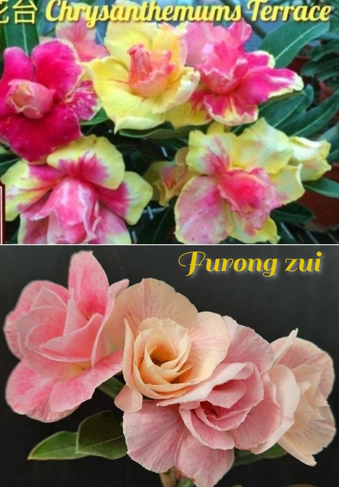 опыление Chrysanthemums Terrace Х Furong zui