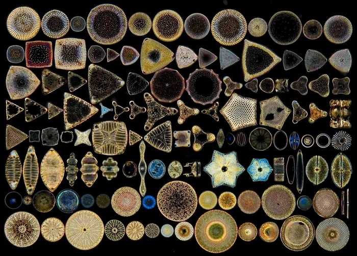 ��������: Walter Franchini, 2013, Modern Microscopy Journal.