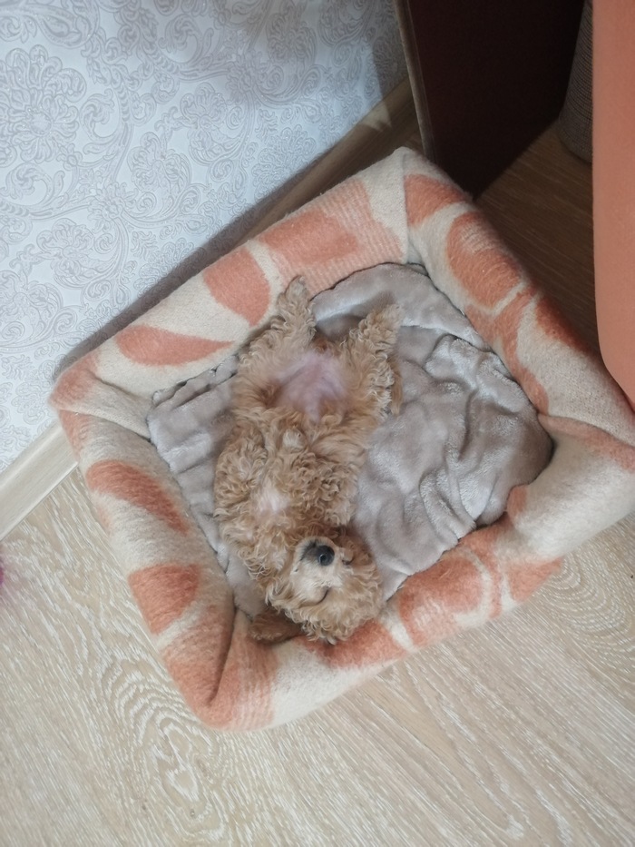 Сон - наше всё!