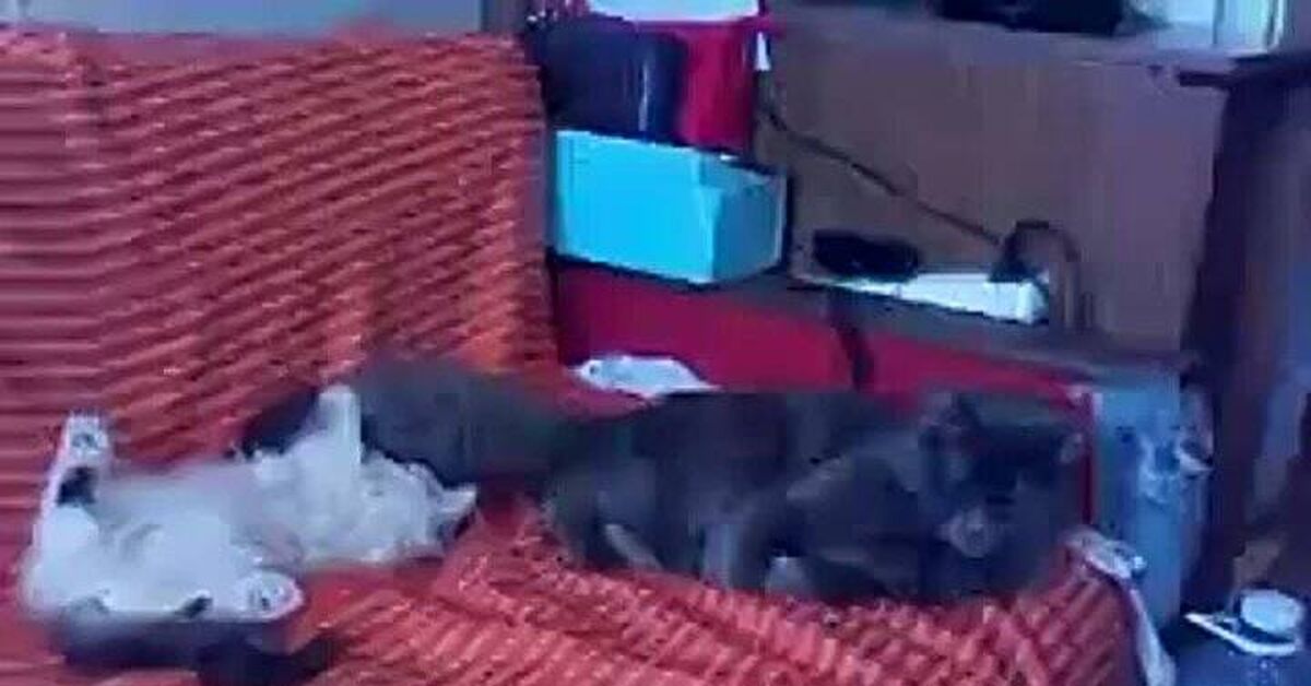 Felix and Katricia - Milota, Humor, Short videos, Kittens, Video, Video VK, My