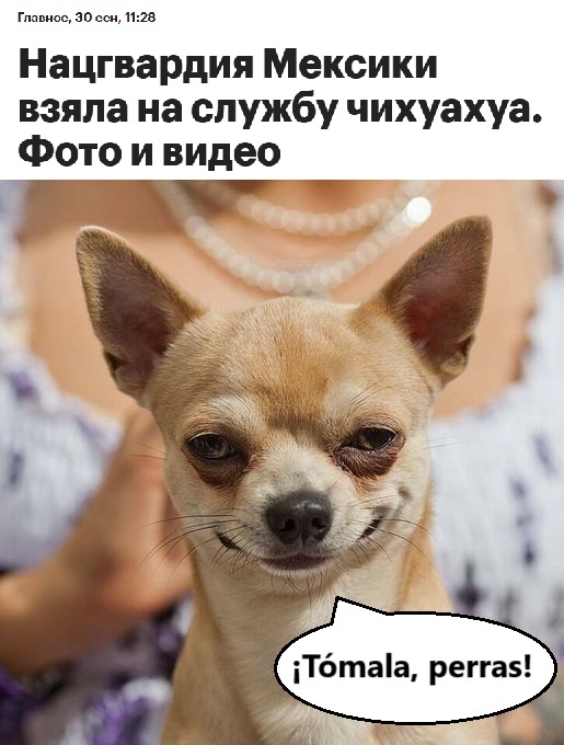 Tmala, perras!