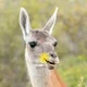 ������ ������������ Guanaca