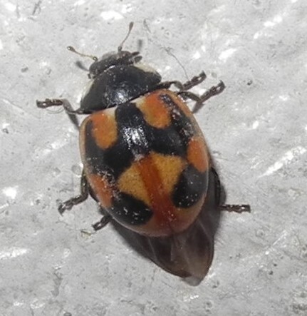 Узорчатая коровка (Coccinella hieroglyphica) - редкая красавица