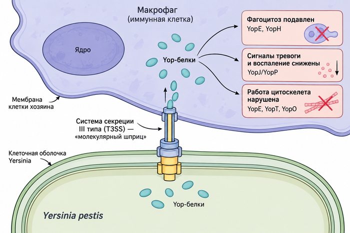 Yersinia pestis �������� �� ����� ����������� �������� ����� (T3SS) � ��������� � �������� ����� ���������� Yop