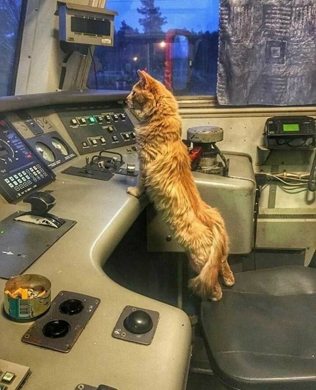Машинист и кот - стажёр
