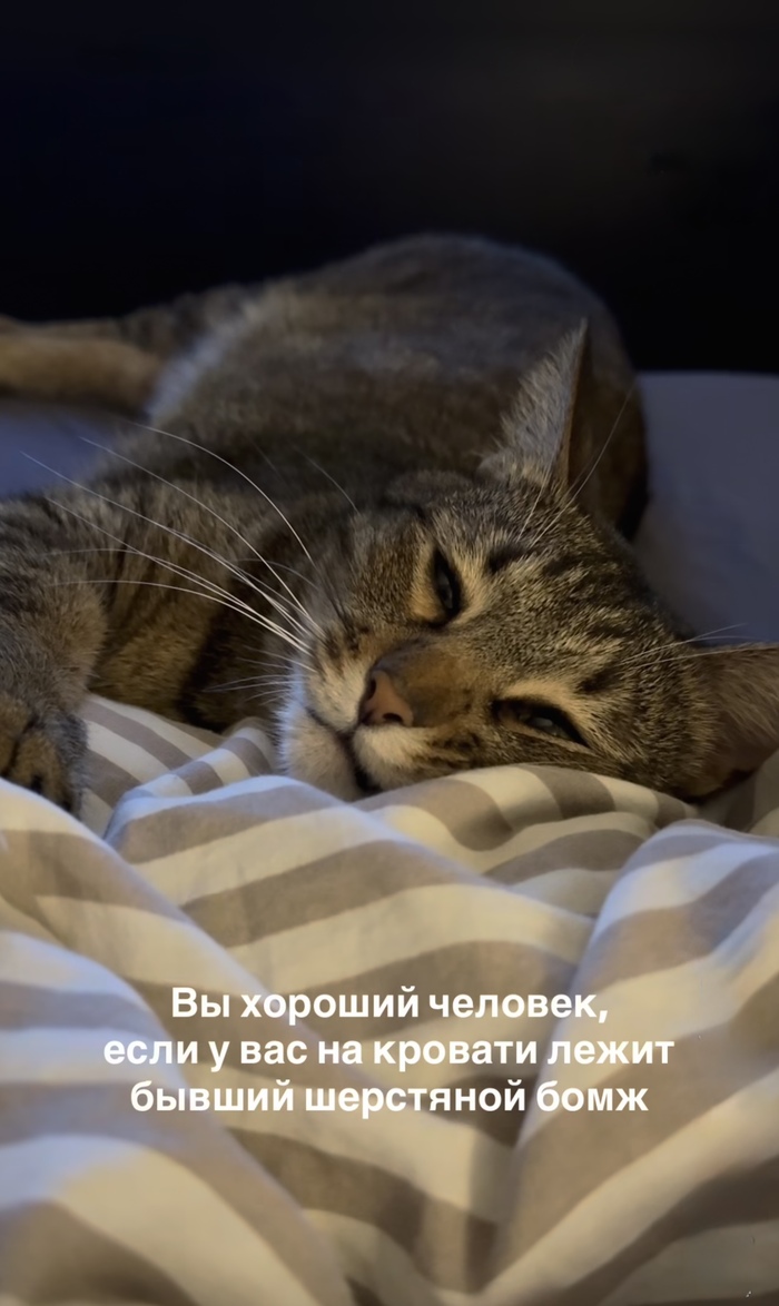 Шерстяные бомжи