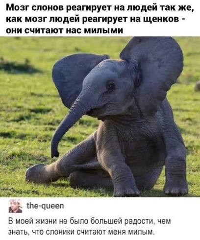 Ответ на пост «Какая забота: слоны закрывают смотрительницу от дождя»