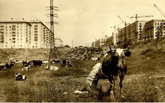 Москва строится. Черемушки. Фотография Льва Бородулина. 1954 год