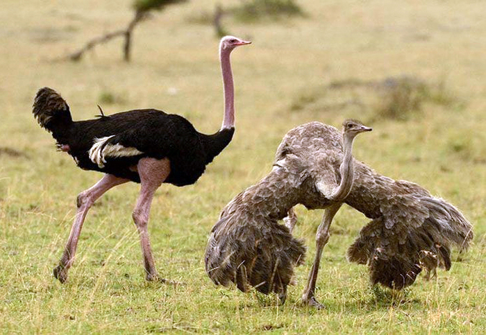 Африканский страус.