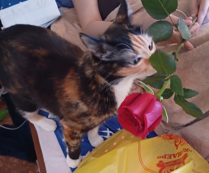 Истинная леди😺
