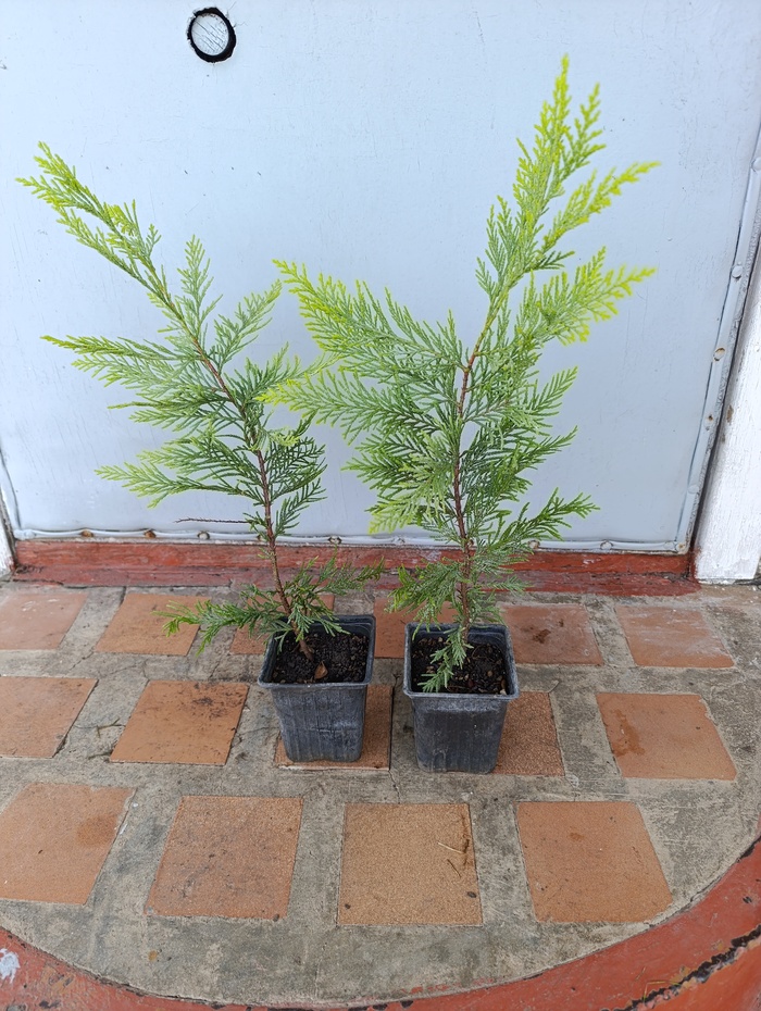 ��� ��� - ������� ������� ������������