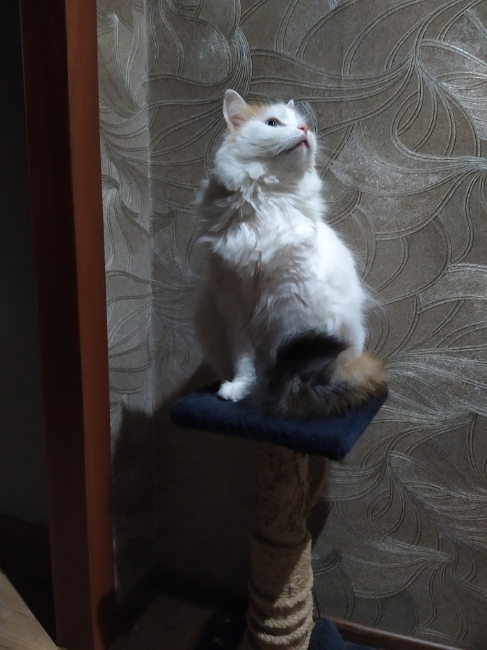 Царица