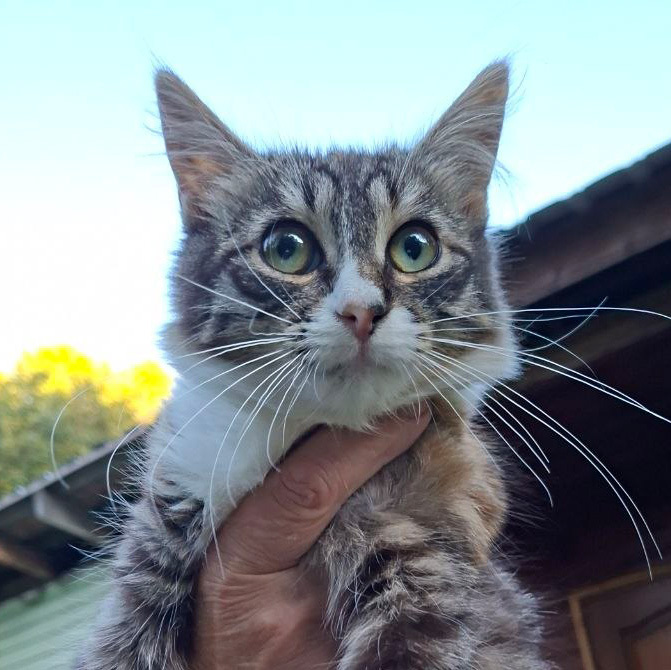 Кошечка из снт ищет дом
