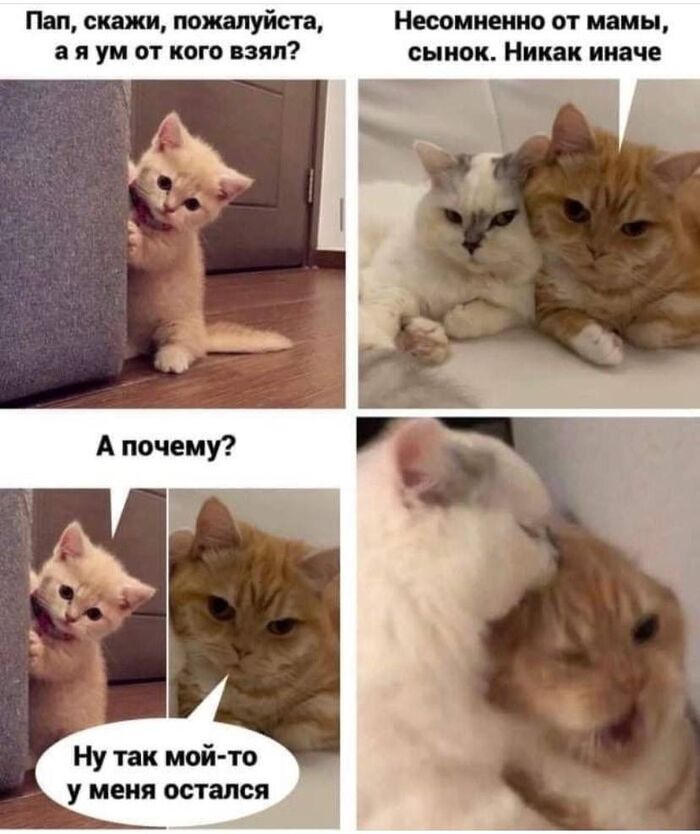 ��� ���� ������