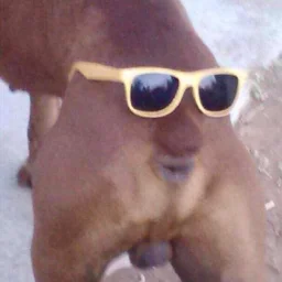 VRGRGLELE