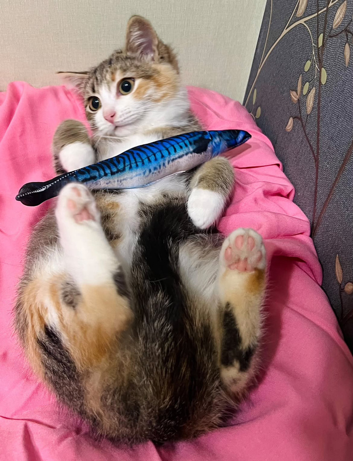 Котёнок девочка Лилу ищет Дом!