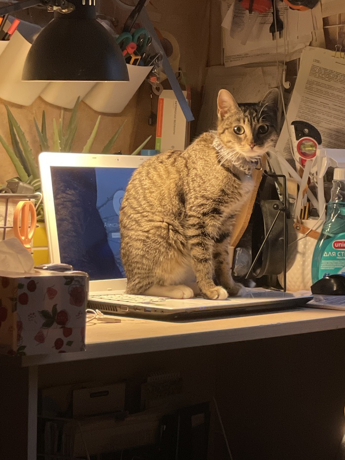 Кошка, лампа и ноутбук