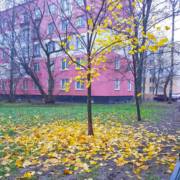 Последние цвета осени