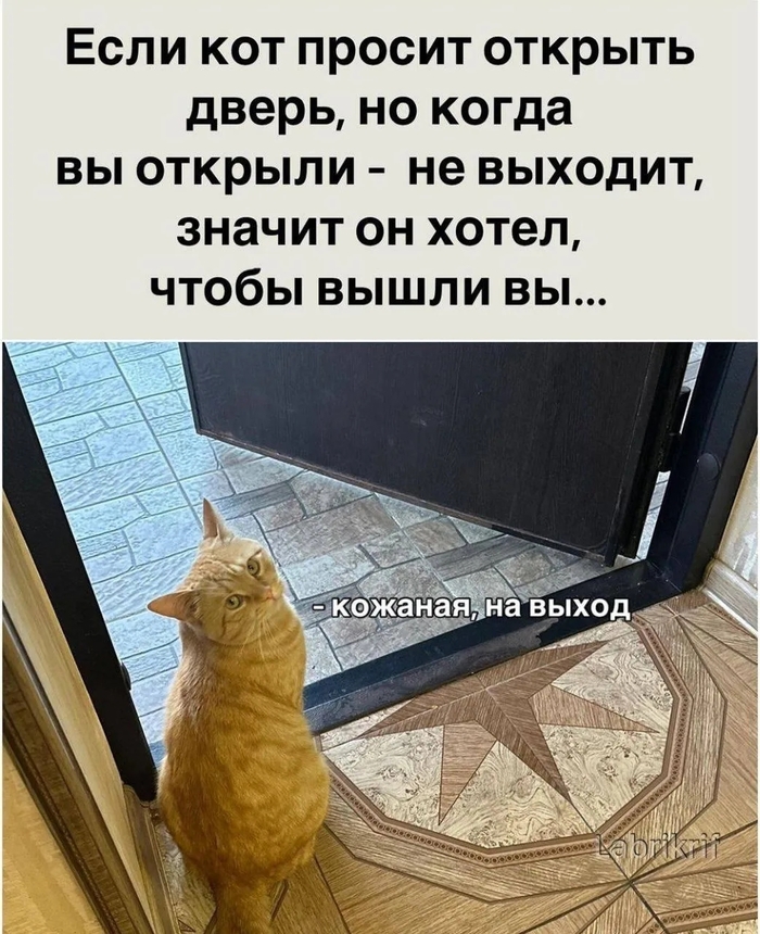 Мои коты думают так же 😂