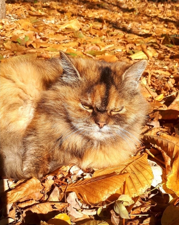 Кошечка Сонечка на прогулке