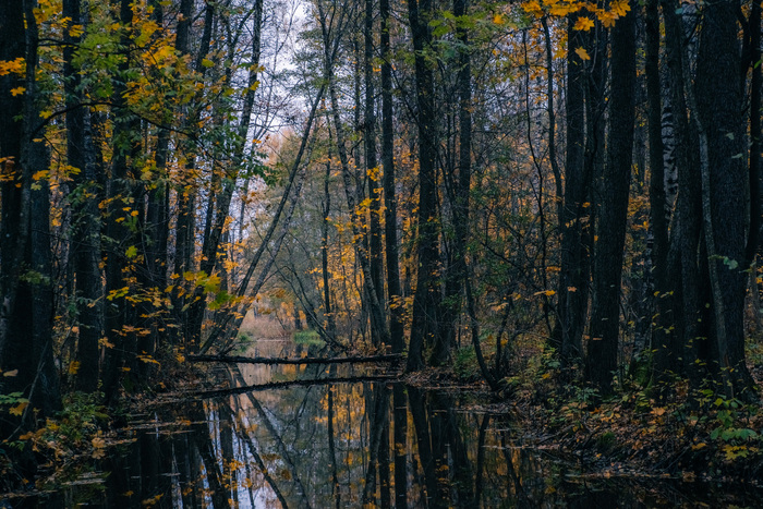 Река Шингарка в Английском парке Петергофа