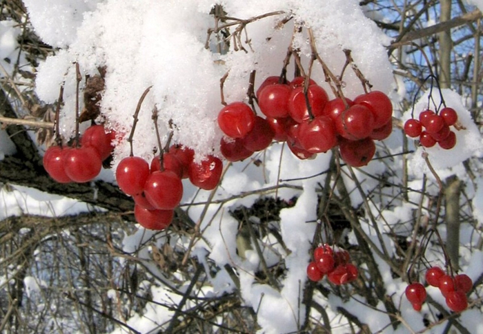 И под снегом красна.
