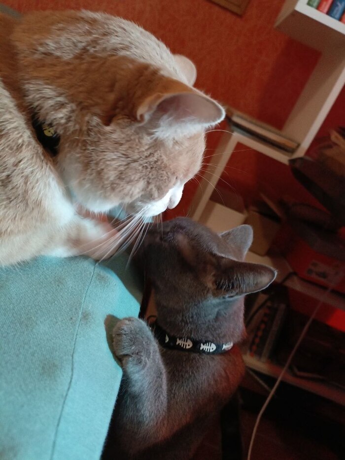 Котеги