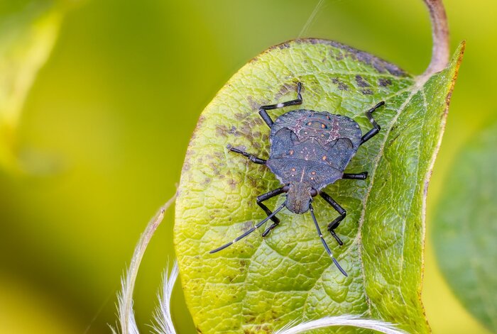 Личинка мраморного клопа Halyomorpha halys (снимок 2025 года)